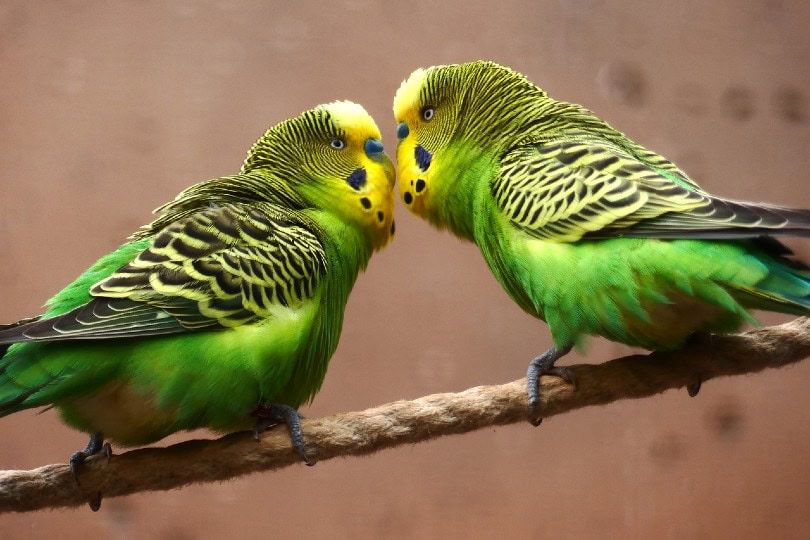 budgie birds
