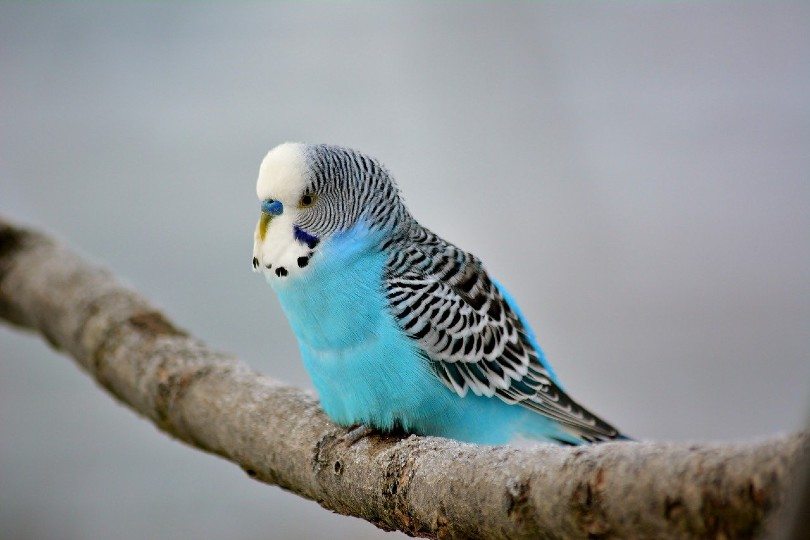 budgie on a tree branch