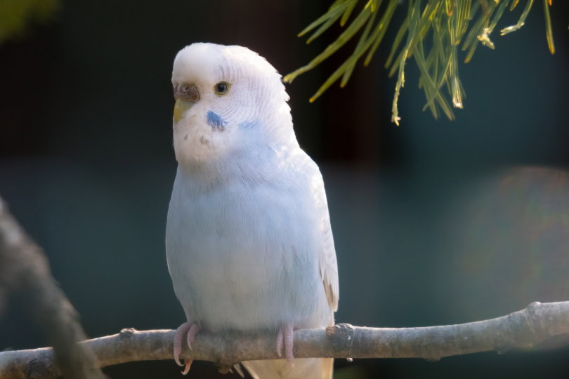 budgie perching
