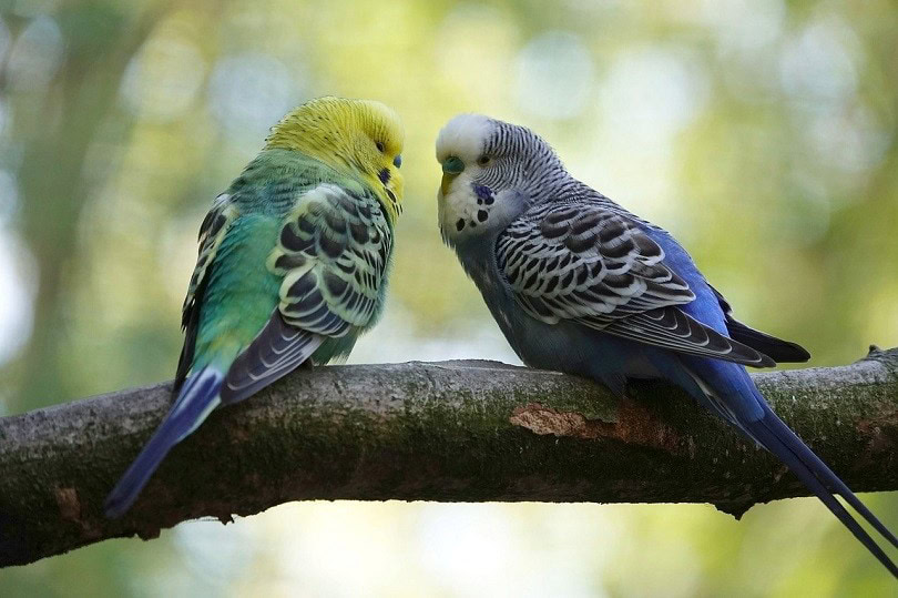 budgie-pixabay