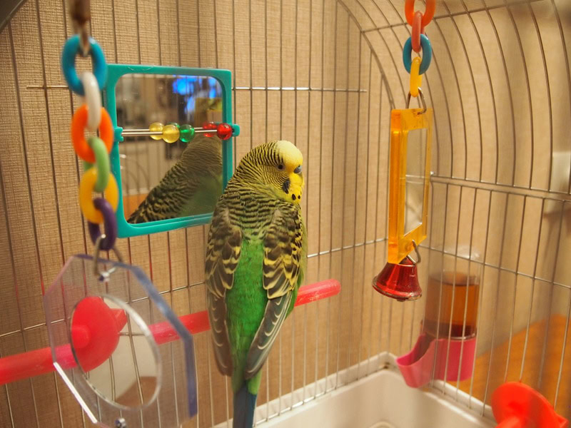 budgie playing toys