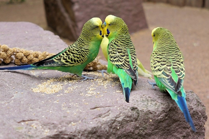 budgies eating