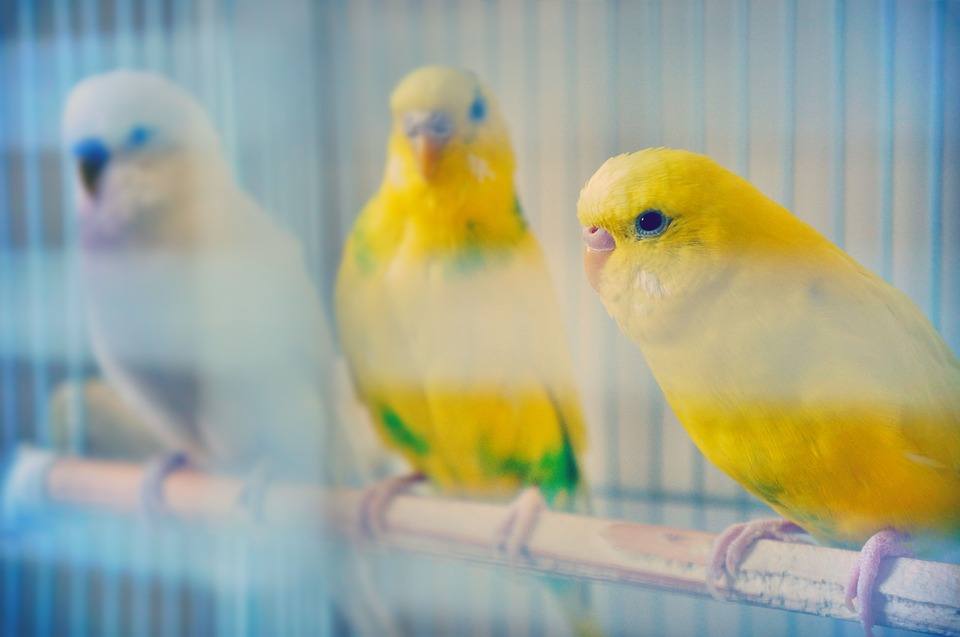 budgies inside a cage