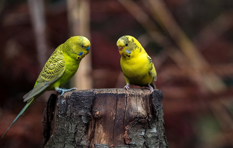 budgies on a tree trunk