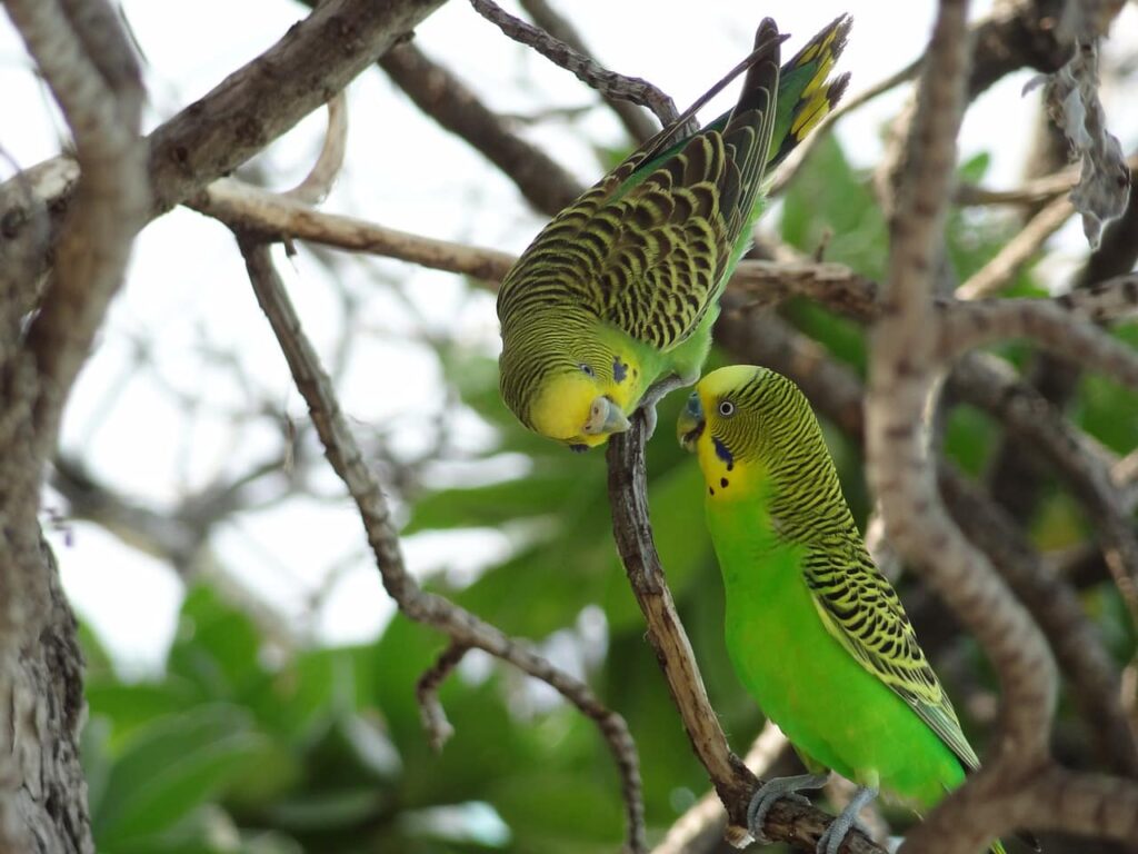 budgies on tree branch