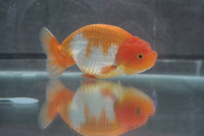 buffalo ranchu goldfish bottom sitting