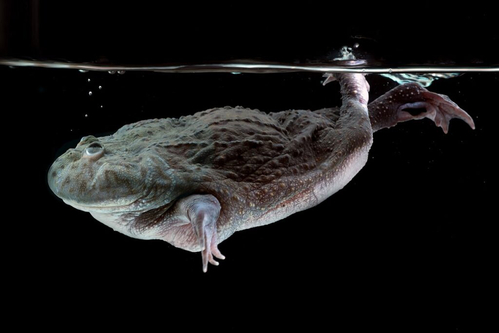 budgett's frog swimming