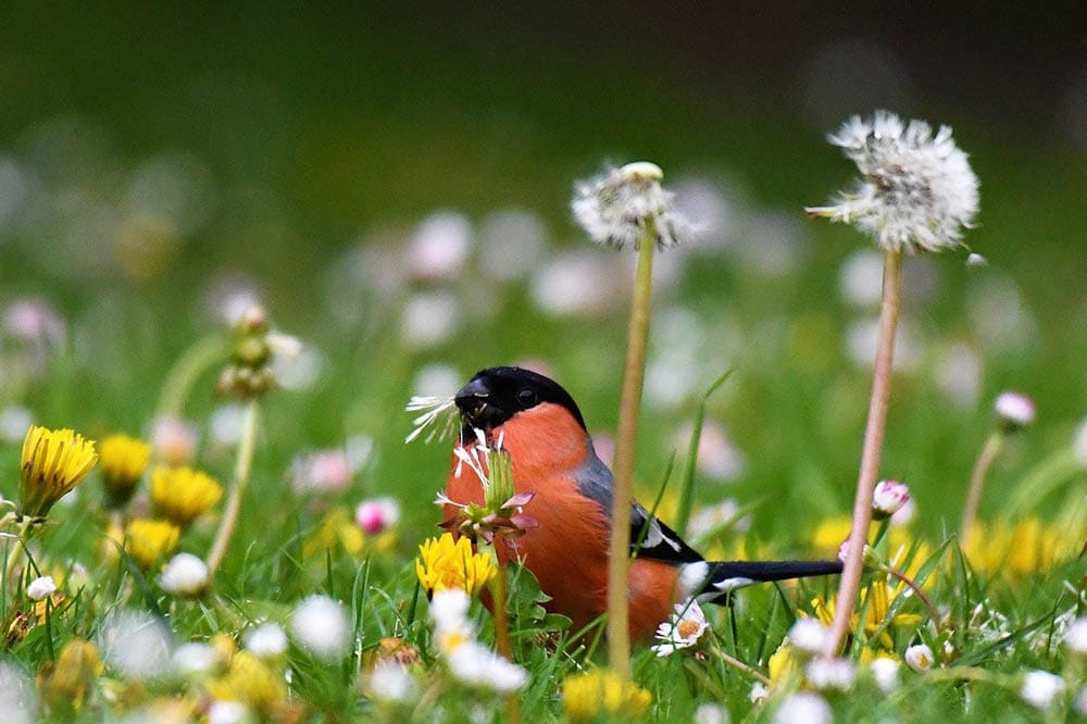 bullfinch eating
