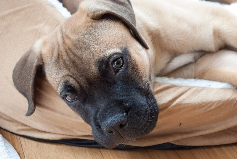 bullmastiff puppy
