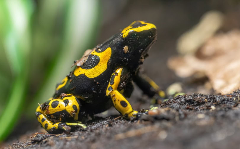 bumblebee poison dart frog_Henner Damke_Shutterstock