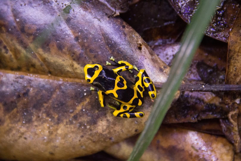 bumblebee poison dart frog_jdtarsi_Pixabay
