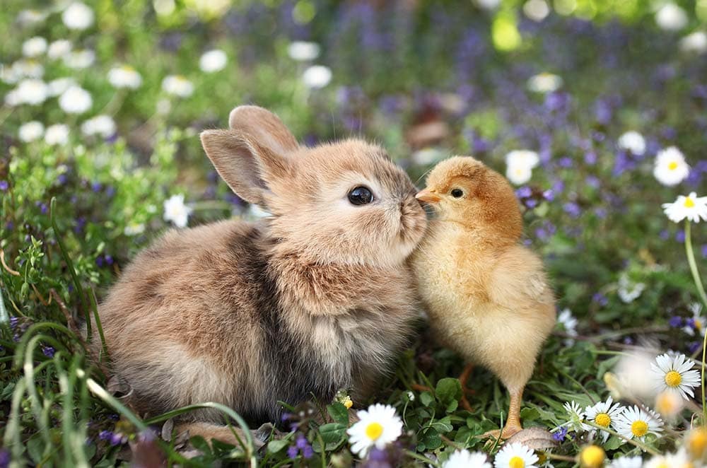 bunny and chick together