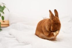 Do Rabbits Cry Tears? Vet-Verified Facts & FAQ | The Vet Desk
