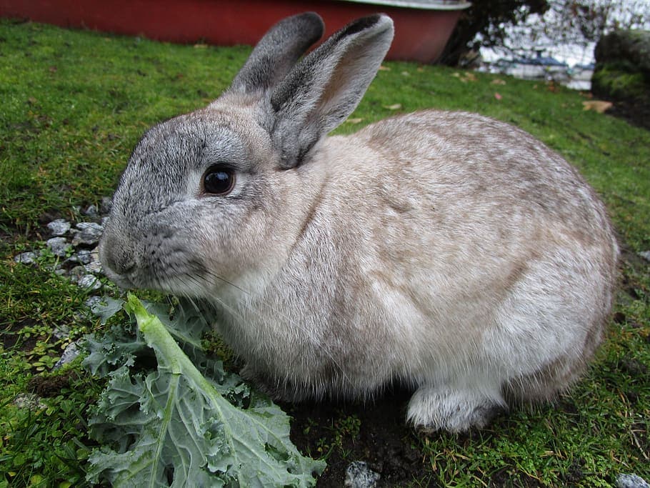 rabbit eating kale