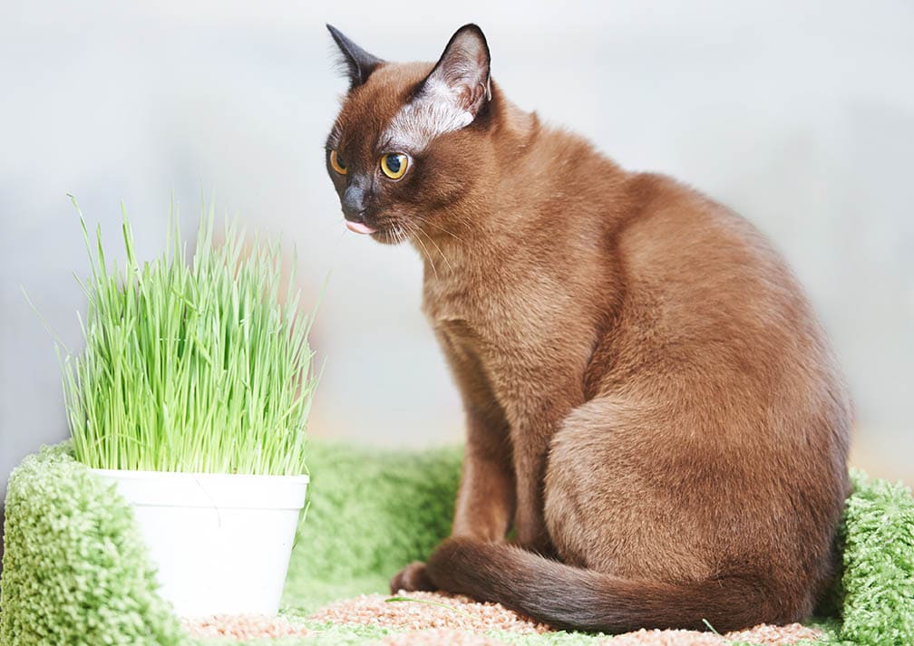 burmese cat eating grass