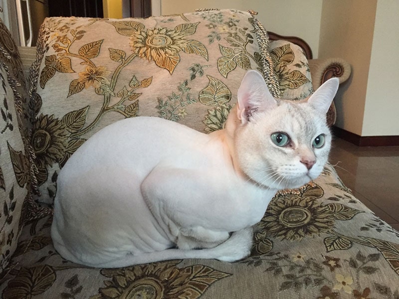 burmilla cat sitting on the couch