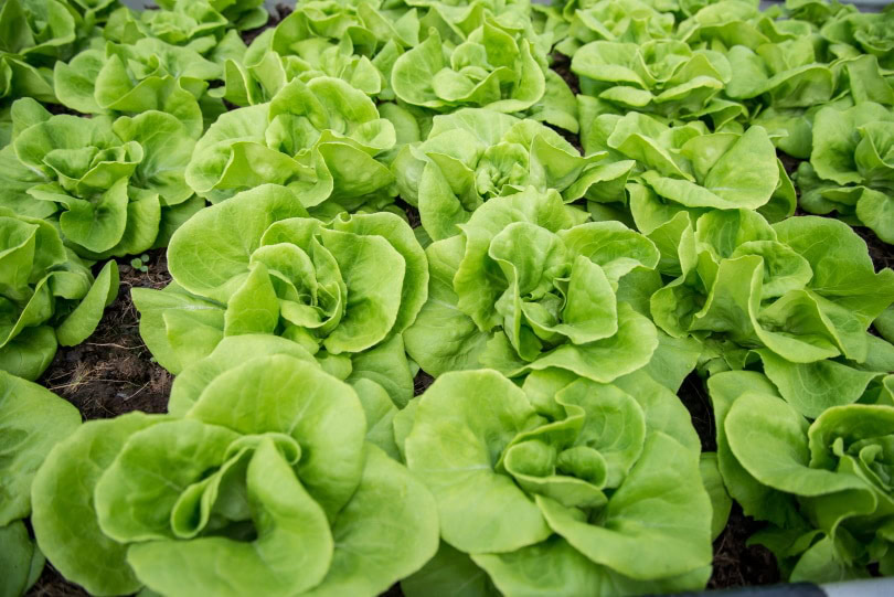 butterhead lettuce