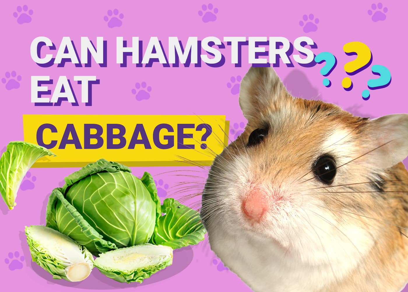 Can Hamsters Eat Cabbage