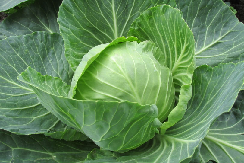cabbage