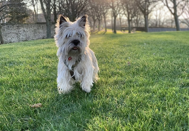 cairn terrier dog