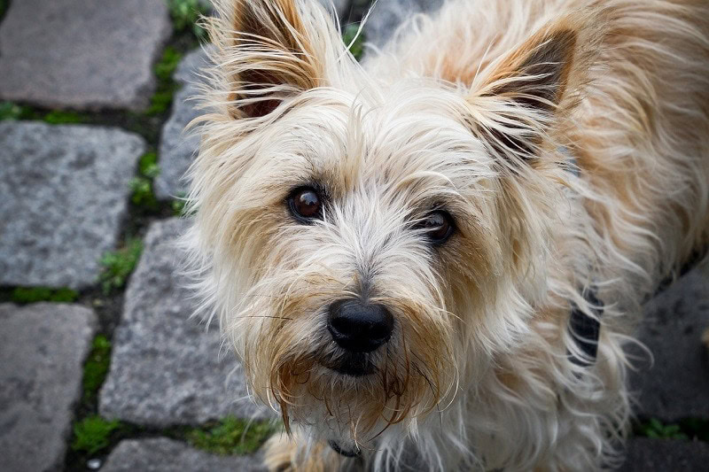cairn terrier looking up