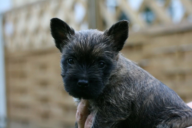 cairn terrier puppy