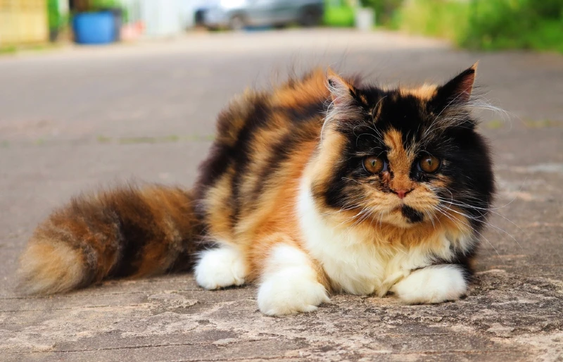 calico cat lying on cement ground