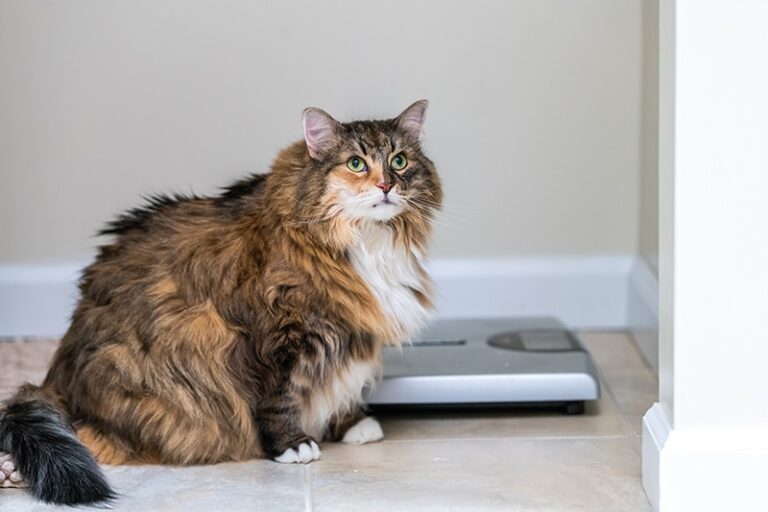 How To Tell If Your Cat Has Diabetes: 7 Signs to Look For | The Vet Desk - Cat Weight Loss Plateau And Diabetes