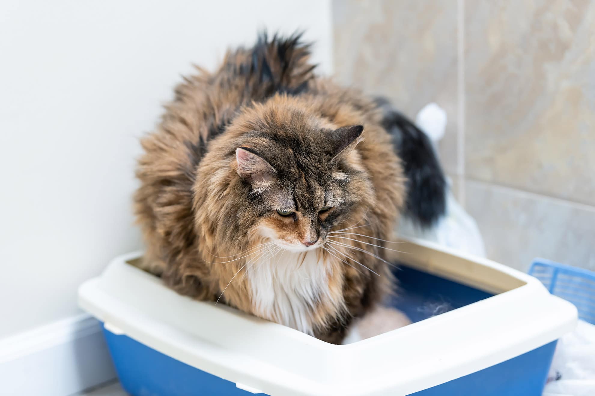 calico maine coon in litter box