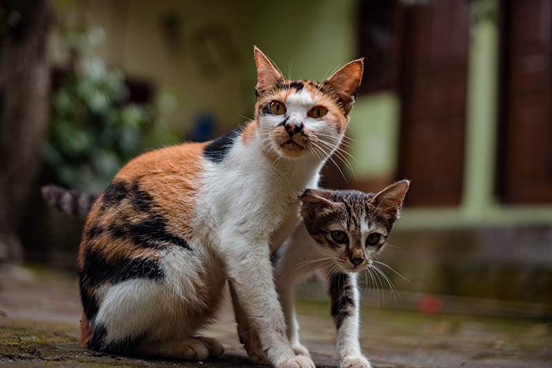 calico mother cat and its kitten in the backyard