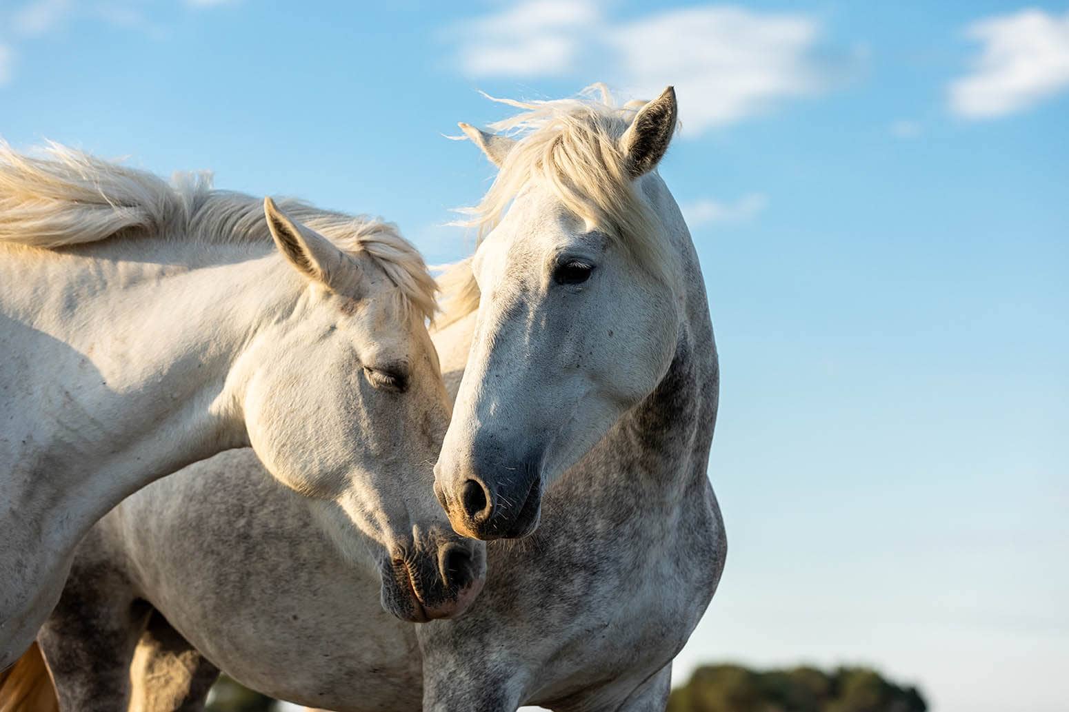 Camargue Horses