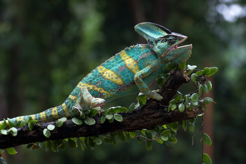 cameleon on tree branch