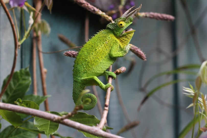 cameleon on tree branch