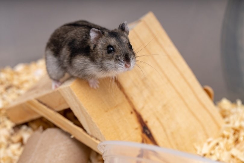 campbell hamster_Vinicius R. Souza_Shutterstock