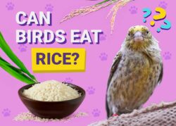 Can Birds Eat Rice? Vet Reviewed Nutrition Facts & FAQ | The Vet Desk