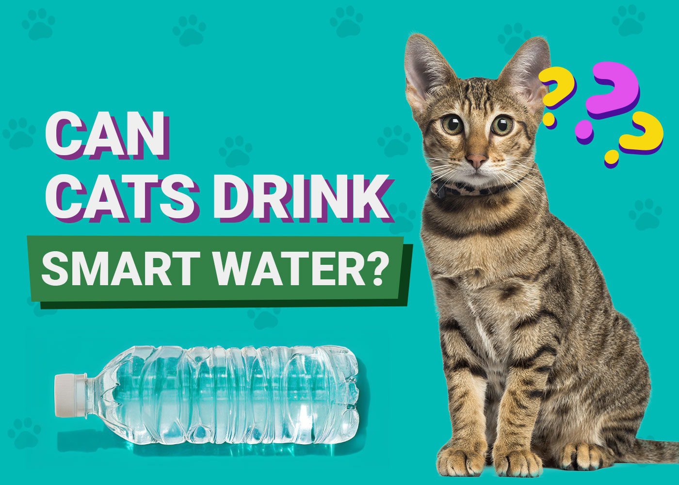 Can Cats Drink Smart Water