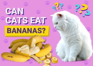 Can Cats Eat Bananas? Vet-Reviewed Facts & FAQ | The Vet Desk