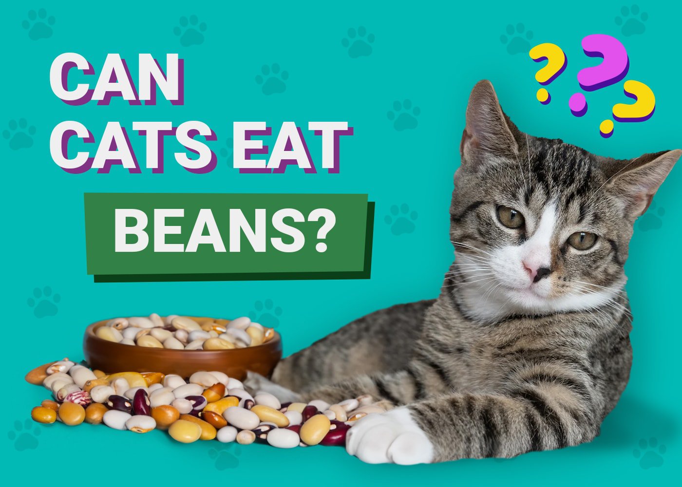 Can Cats Eat Beans