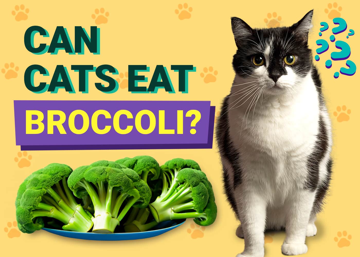 Can Cats Eat Broccoli