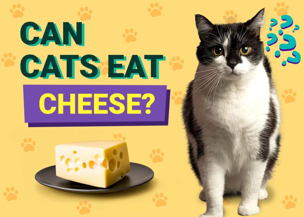 Can Cats Drink Oat Milk? - PawMaw - Can Cats Drink Oat Milk