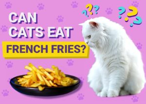 Can Cats Eat French Fries? Vet-Reviewed Nutrition Facts & FAQ The Vet