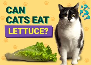 Can Cats Eat Lettuce? Vet-Reviewed Facts & FAQ The Vet Desk