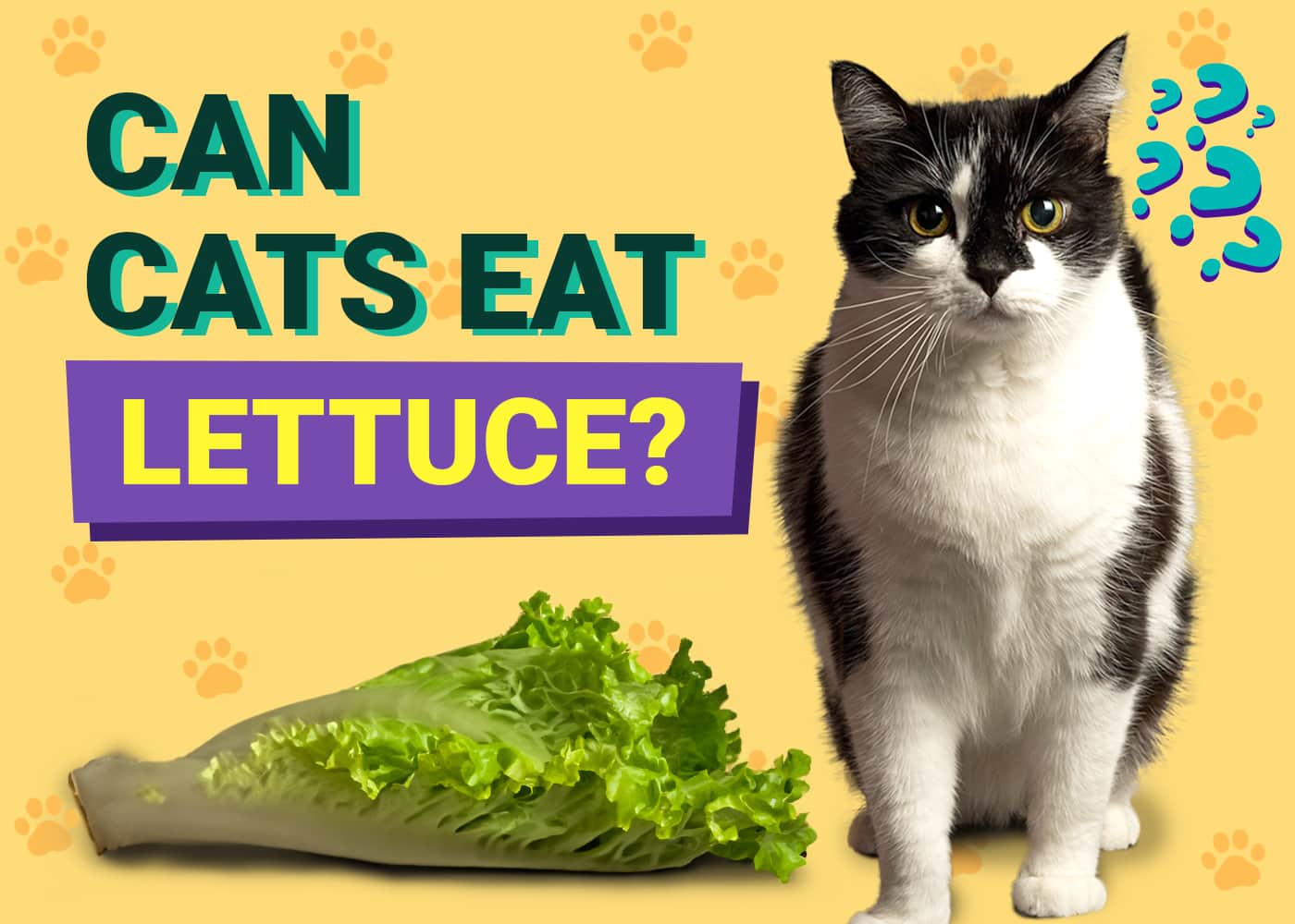 Can Cats Eat Lettuce
