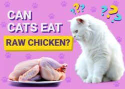 Can Cats Eat Raw Chicken? Vet-Reviewed Risks & Benefits The Vet Desk
