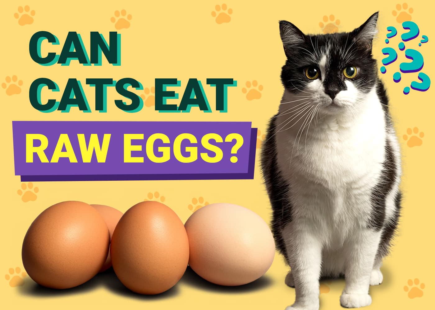 Can Cats Eat Raw Eggs