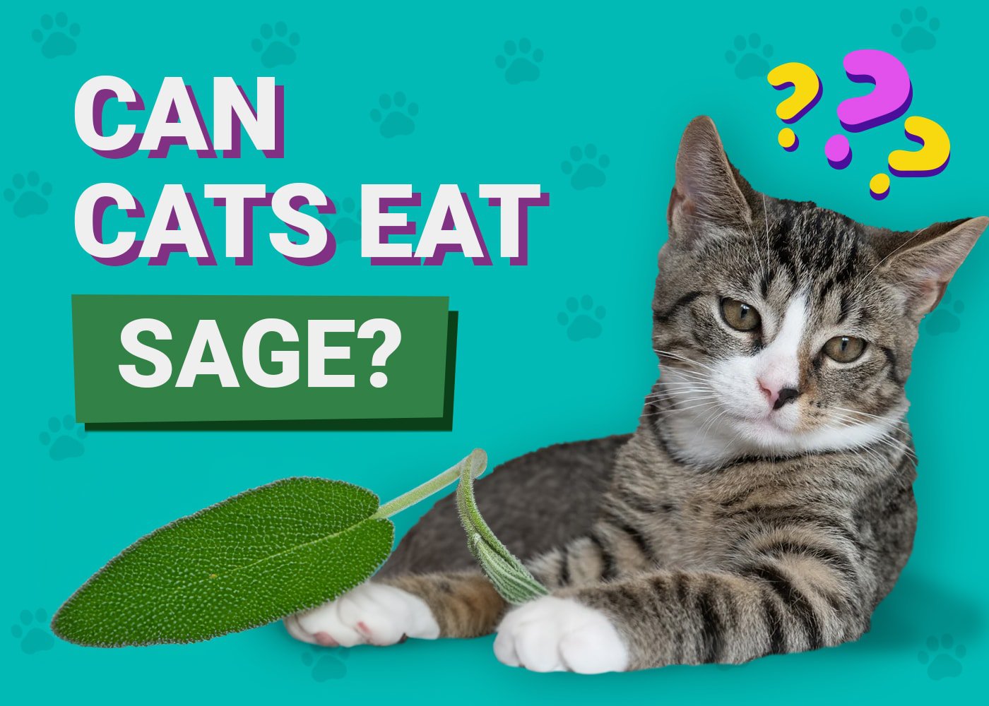 Can Cats Eat Sage