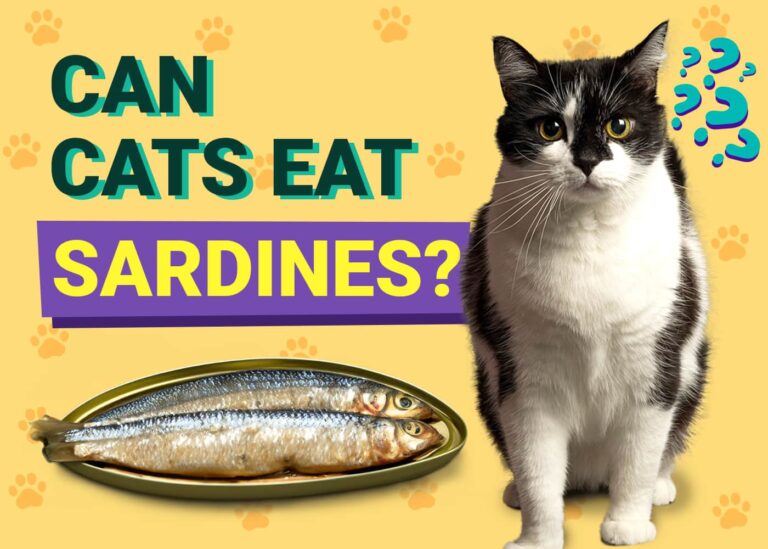 Can Cats Eat Sardines? Vet-Verified Facts, Nutrition Benefits & Tips