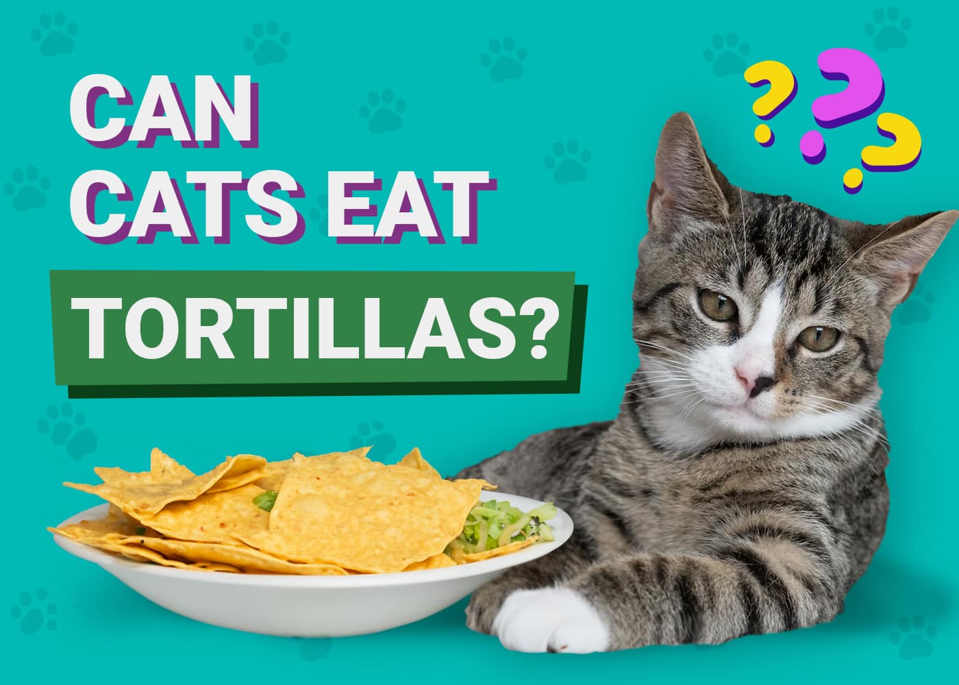 Can Cats Eat Tortillas