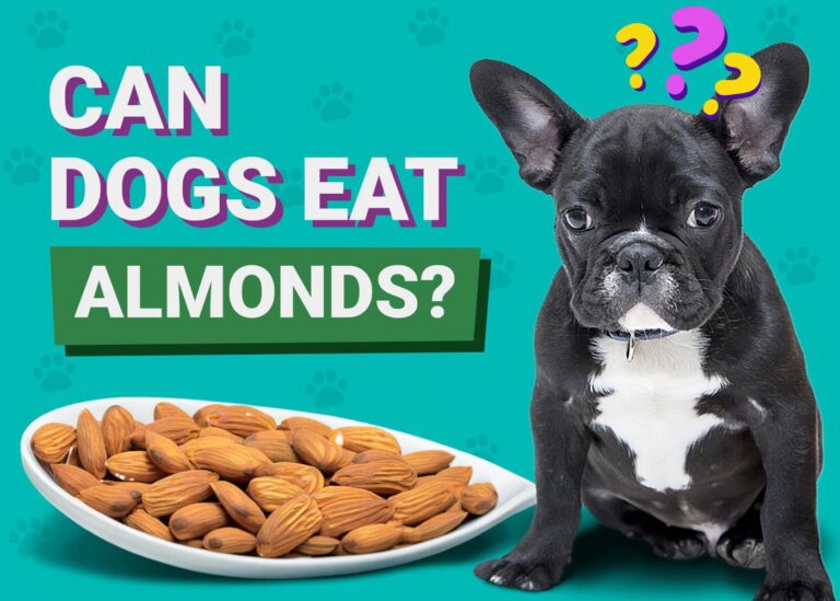 View of Can Dogs Eat Almonds? Vet-Approved Facts & FAQ | The Vet Desk
