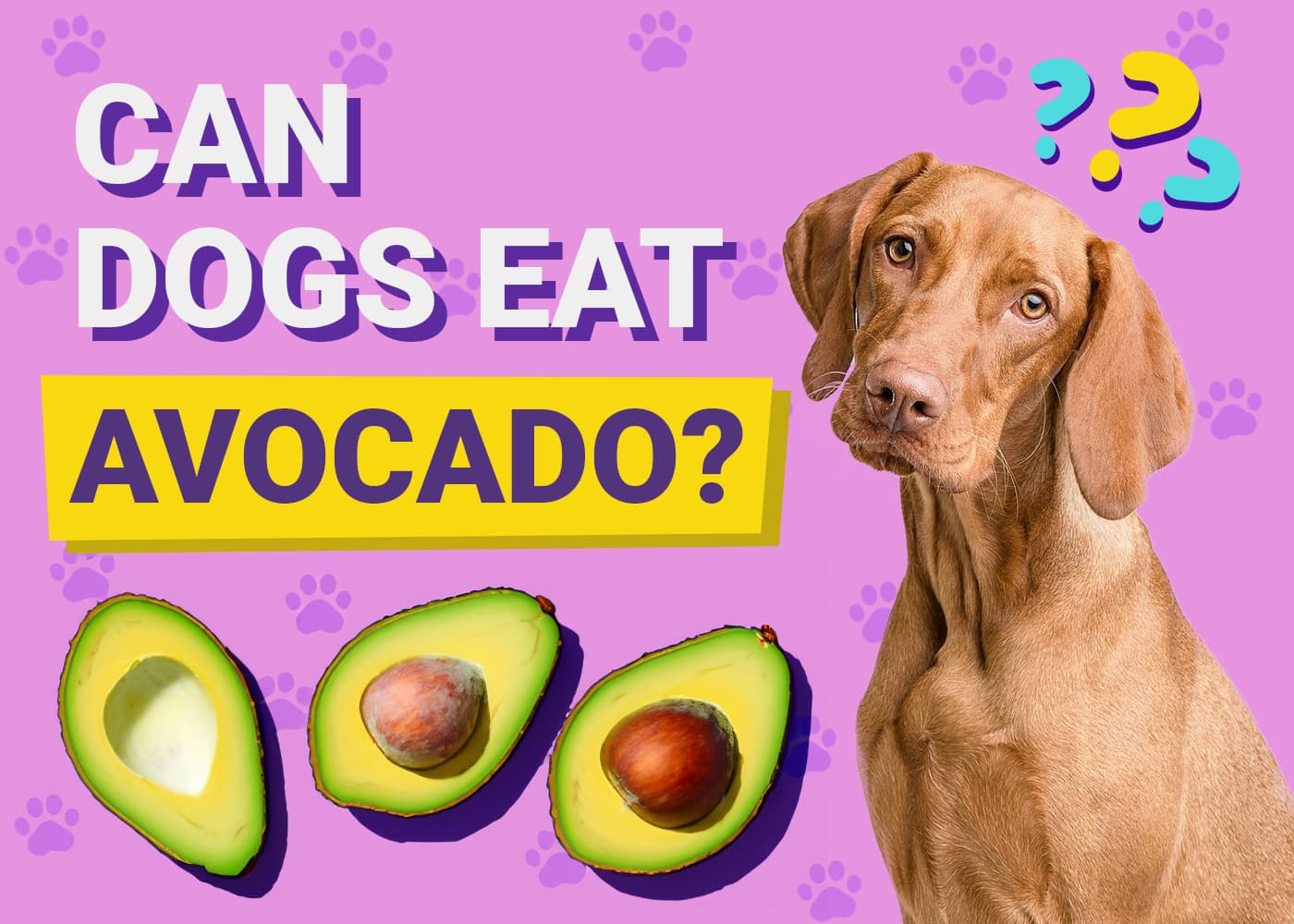 Can Dogs Eat Avocado